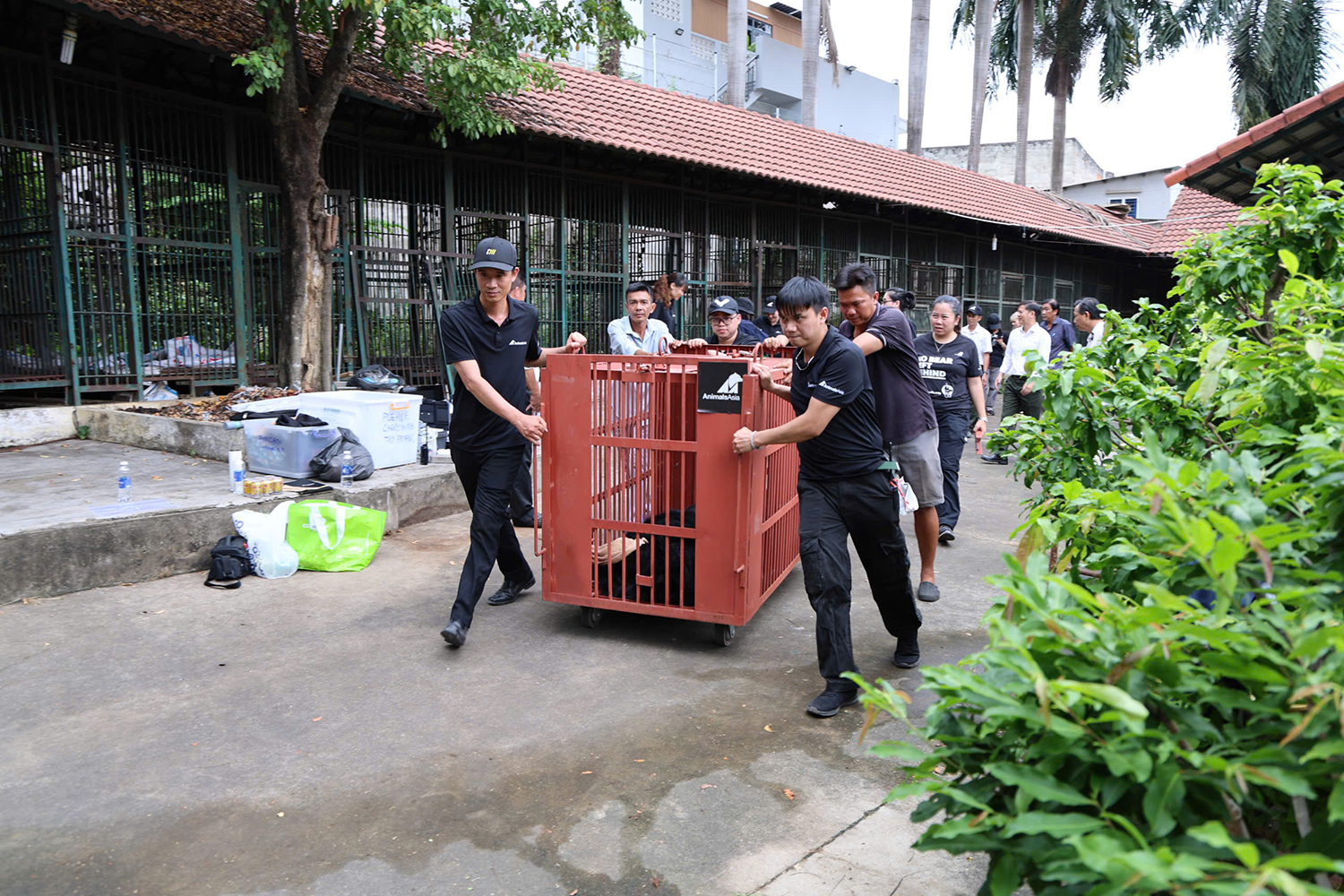 Cứu hộ thành công 4 cá thể gấu được tự nguyện chuyển giao từ TP Hồ Chí Minh

